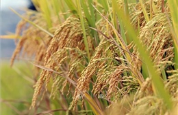 Thị trường nông sản: Lúa gạo vững giá