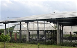 Điện mặt trời &#39;núp bóng&#39; trong Khu nông nghiệp ứng dụng công nghệ cao Phú Yên
