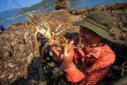 Xuất khẩu tôm hùm sang Trung Quốc - Bài 1: Đối diện nhiều khó khăn