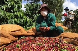 Thu hái quả chín giúp tăng sản lượng cà phê trên 10%