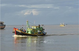 Ngăn chặn khai thác sò lông non trên vùng biển Bình Thuận