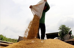 Thị trường nông sản: Nguồn cung tăng, giá lúa hạ nhiệt