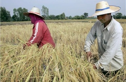 Xuất khẩu gạo Thái Lan có thể giảm mạnh do El Nino
