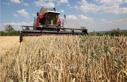 Nghị viện châu Âu nhất trí sơ bộ về hạn chế mới đối với nông sản Ukraine