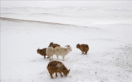 Tuyết vẫn bao phủ 30% lãnh thổ Mông Cổ