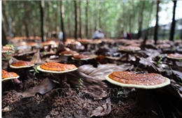 Phê duyệt dự án trồng nấm chi đỏ dưới tán rừng keo lai và cà phê