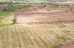 Nguy cơ mất trắng gần 300 ha cây trồng do hạn hán ở Gia Lai