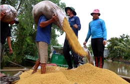 Đẩy mạnh cho vay thu mua, kinh doanh lúa, gạo khu vực Đồng bằng sông Cửu Long
