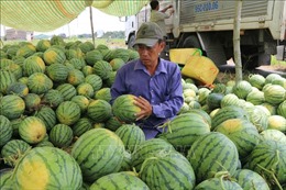 Người trồng dưa hấu Trà Vinh lãi hơn 170 triệu đồng/ha