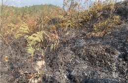 Vụ cháy rừng tại Yên Bái: Đốt cỏ ở bãi chăn thả gia súc làm cháy lan sang diện tích rừng