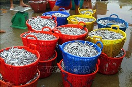 Ngư dân Quảng Bình trúng đậm mùa cá cơm