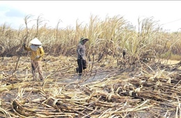 Gia Lai: Kịp thời hỗ trợ người dân thu hoạch diện tích mía bị cháy