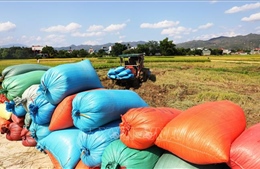 Thị trường nông sản: Nguồn cung hạn chế, giá gạo xuất khẩu tiếp tục tăng
