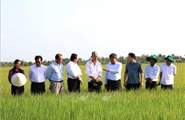 Triển khai mô hình điểm đề án 1 triệu ha lúa chất lượng cao giảm phát thải