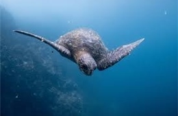 Công ước liên Mỹ nỗ lực giảm thiểu mối đe dọa với rùa biển