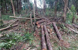 Lâm Đồng: Lập chuyên án điều tra các băng, nhóm phá rừng sau khi báo chí phản ánh