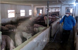Tuyên Quang thực hiện nhiều biện pháp phòng, chống dịch tả lợn châu Phi