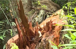 Không để phát sinh thêm điểm nóng phá rừng tại huyện Minh Hóa, Quảng Bình