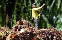 Malaysia đẩy mạnh xuất khẩu vào thị trường Việt Nam