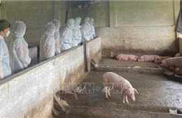 Thủ tướng yêu cầu thực hiện nghiêm các biện pháp phòng, chống dịch tả lợn châu Phi