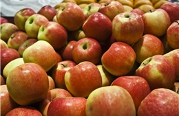 Nga đạt thỏa thuận nhập khẩu táo của Triều Tiên