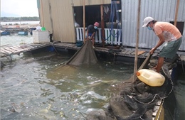 Giá giảm, thời tiết khắc nghiệt khiến người nuôi cá lồng bè gặp khó