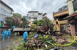 Hà Nội: Cây to đổ trên phố do ảnh hưởng của bão số 3