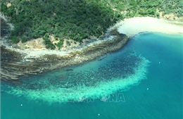 Rạn san hô Great Barrier đối mặt với tình trạng san hô chết hàng loạt tệ nhất trong lịch sử