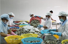 Bạc Liêu đặt mục tiêu xuất khẩu tôm đạt 1,2 tỷ USD