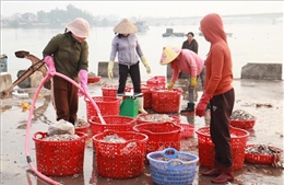 Ngư dân được mùa biển những ngày giáp Tết 