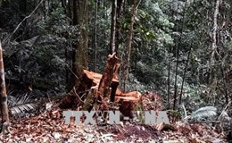Để hàng trăm mét khối lim bị đốn hạ, Trạm trưởng quản lý rừng ở Quảng Nam bị bắt