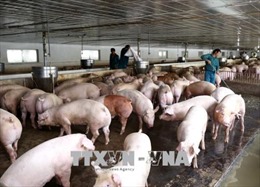 Giá thịt lợn hơi đạt mức kỷ lục