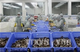 Xuất khẩu tôm sang Hàn Quốc gặp khó vì rào cản kỹ thuật