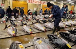 Chợ đấu giá cá ngừ nổi tiếng Nhật Bản  &#39;điêu đứng&#39; vì nắng nóng