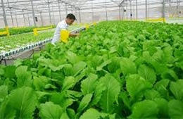 Phát triển nông nghiệp công nghệ cao - Bài 2: &#39;Đòn bẩy&#39; cho sản xuất, kinh doanh