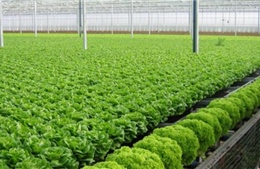 Phát triển nông nghiệp công nghệ cao - Bài cuối: Thêm nhiều cơ hội mới để phát triển