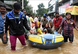 Ấn Độ: Dịch &#39;sốt chuột&#39; hoành hành tại bang Kerala sau lũ lụt