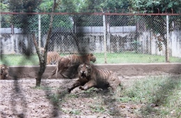 11 cá thể hổ đang được nuôi dưỡng không phép tại một trang trại ở Thanh Hóa