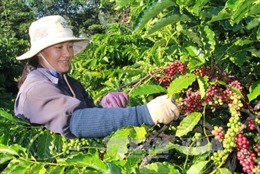 Nông dân Đắk Lắk ngại tái canh cà phê vì mất giá