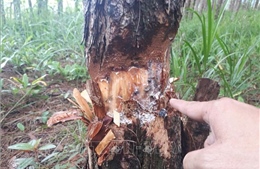 Phát hiện vụ phá rừng lấy gỗ trái phép ở Bình Phước