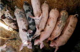 Trung Quốc cấm nhập khẩu lợn sống và các loại thịt lợn của Nhật Bản, Bỉ