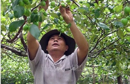 Chương trình Tự hào Nông dân Việt Nam 2018: Xây dựng hình mẫu nông dân thời hội nhập