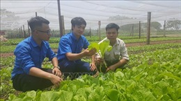 Hà Nội dự kiến mở rộng từ 3.000 - 4.000 ha rau an toàn
