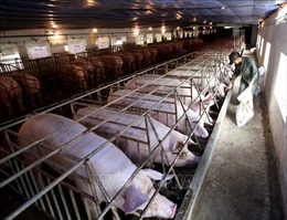 Việt Nam có cơ sở để sản xuất vắc xin dịch tả lợn châu Phi
