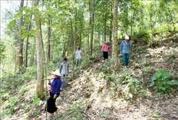 Huyện Than Uyên (Lai Châu) giao rừng đến tận hộ dân để bảo vệ rừng 