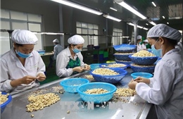 Diễn đàn Kinh doanh Việt Nam - Ấn Độ thúc đẩy tầm nhìn mới cho nông nghiệp