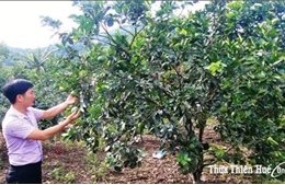 Huyện miền núi Thừa Thiên - Huế nhân rộng vùng trồng cây đặc sản hiệu quả cao