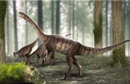 Phát hiện hóa thạch khủng long cổ dài lâu đời nhất từ trước đến nay