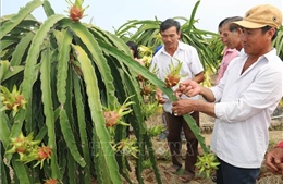 Biến thách thức thành cơ hội - Bài 2: Con đường làm giàu cho nông hộ