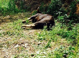 Bò tót hoang dã chết trong khu bảo tồn Đồng Nai có thể bị ô tô đâm